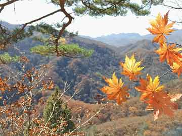 双鸭山24周能吃打胎药吗（孕24周可以打掉吗）